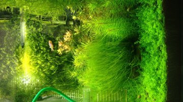 30L fundulopanchax scheeli