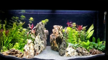 Juwel vision 180 asiatique