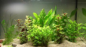 130 L plutôt amazonien
