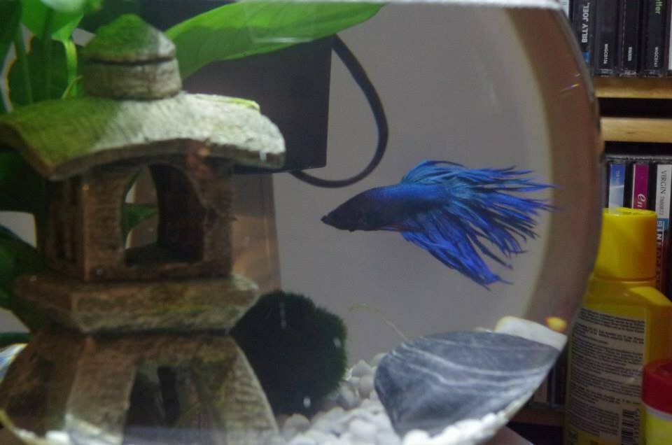 Betta splendens