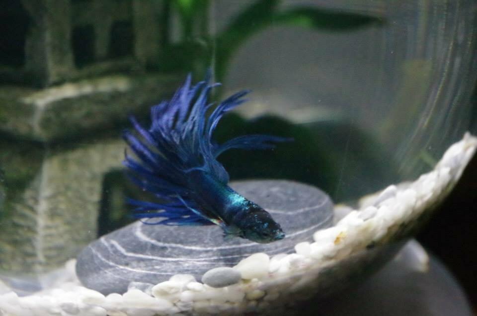 Betta