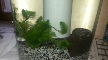 Nano 10l