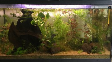 90 litres semi low tech