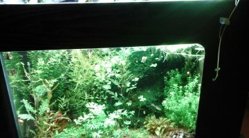 60l guppys alvinage