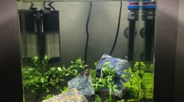Biotope Asiatique