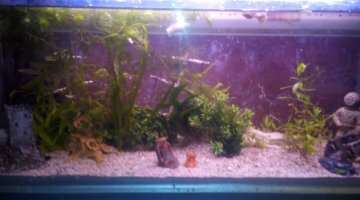 70 litres eau douce molly guppy