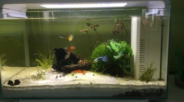 1er Nano guppy