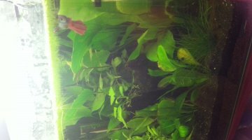 nano 30l