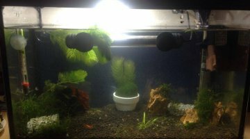 bac 30l repro crevette