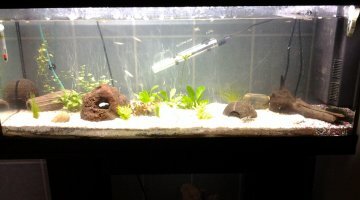 petit dernier 100l