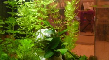 Nano 20 L crevettes Dennerle