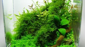 29l aquascape