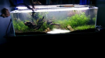 aquarium ouvert 80 30 30