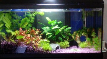 50l asie / red cherry