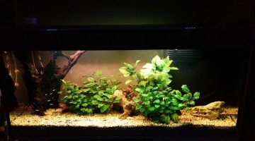 240L Cardinalis