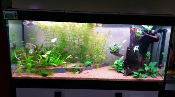 FLUVAL 240 ASIATIQUE