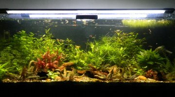 180L Américain