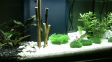 54 L Puntius tetrazona