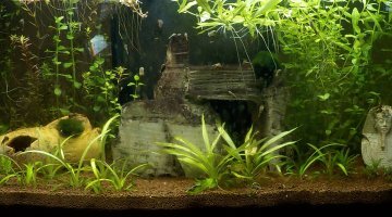 100l a crevette WHITE PEARL