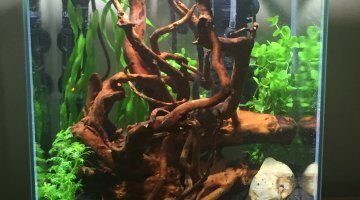 Rili blue carbon
