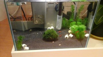 Nano red sakura