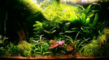 100L Aquasiatique
