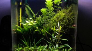 20L Caridina Multidentata
