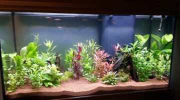 Aquarium 250L