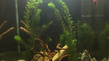 Nano-aquarium 60L