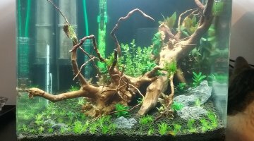 Nano 60 litres plantes et crecre