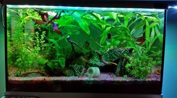 Nano2