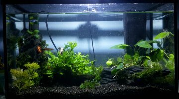 15 litres Red Cherry