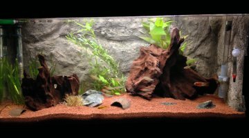 96 Litres Apistogramma