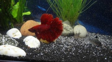 15 litres betta et botia