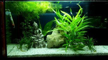 Bac de reproduction 63 litres