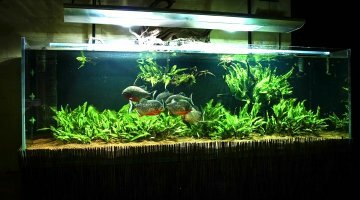 Selva Lago 375L