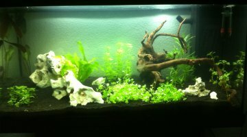 110 litres Amazonien