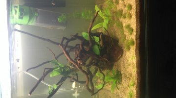 60l tetraodon