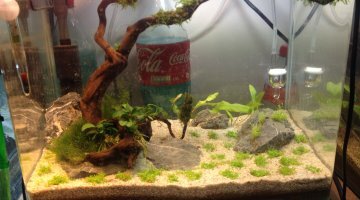 35l crevette arc en ciel