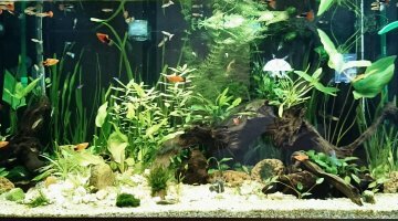 Amazonien de 350 litres