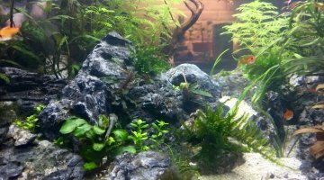 128 litres aquascape