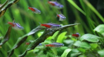 300 l Low-tech