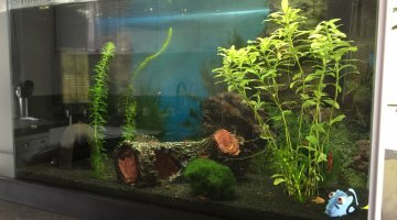 Nano à Crevettes