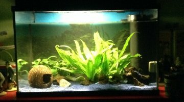 55 L amazonien