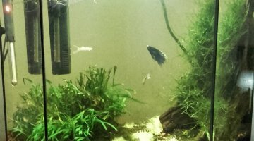 Sakura aqua low tech