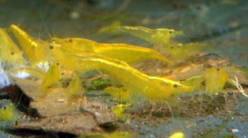 La boule de 25 l des yellow