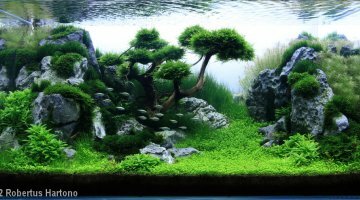 Projet d'un beau aquarium aquascape