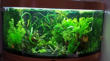 350l amazonien