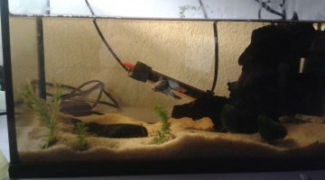 Bac Betta male 20L