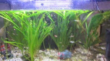 60l guppys